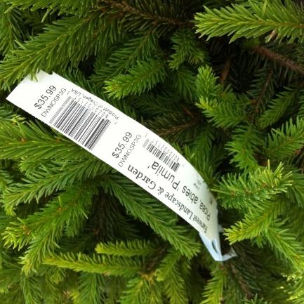 Étiquette horticole sur un conifère